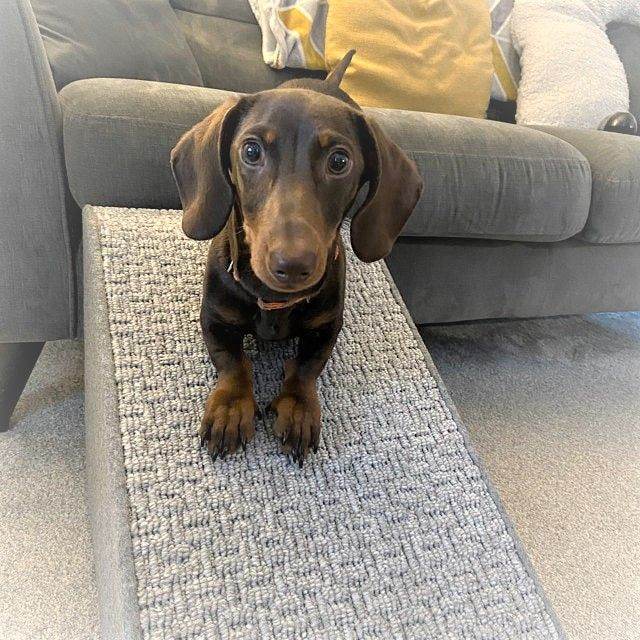 Dog/Pet Ramp for Dog Flap