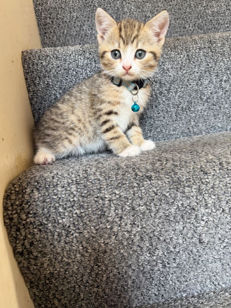 british Shorthair Mix Kittens  Girls