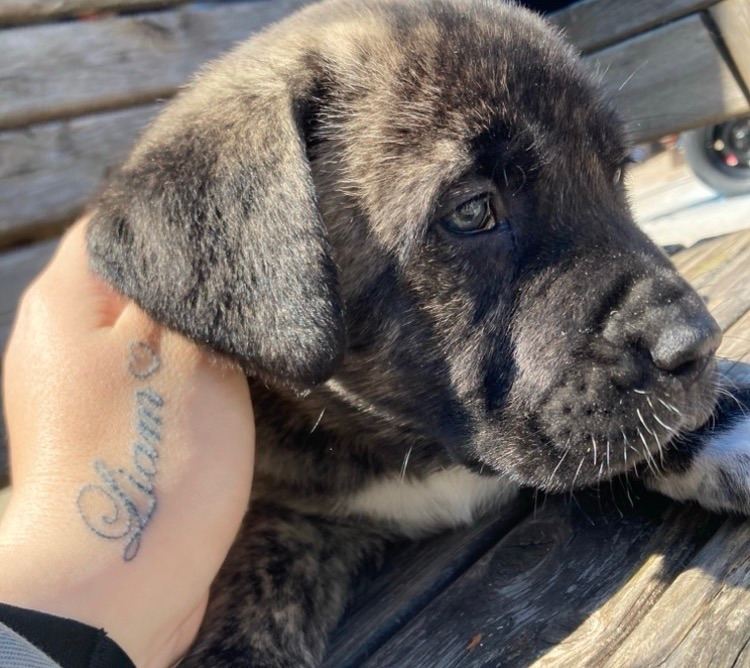 Caucasian shepherd X Cane corso 