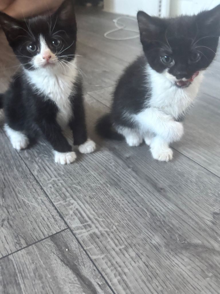 beautiful kittens ready for their forever home 