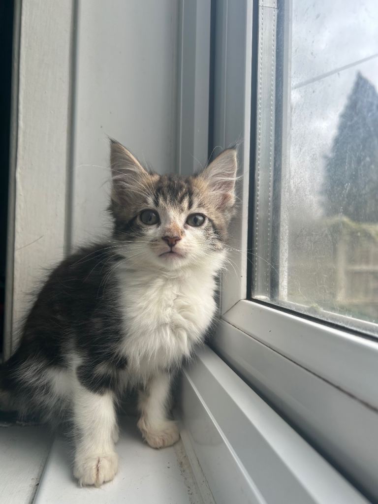 Baby kittens need homes