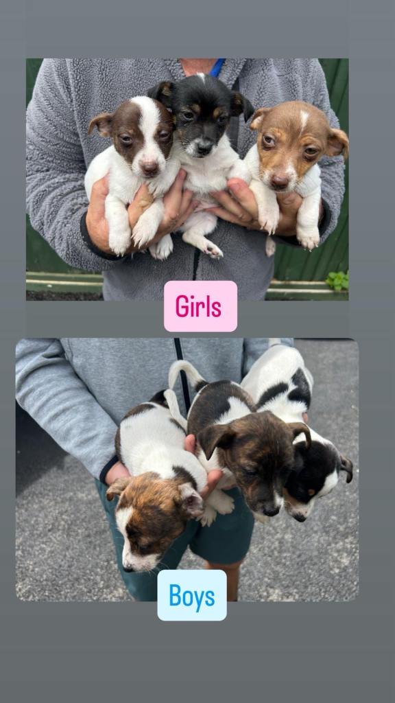 Jack Russell puppies
