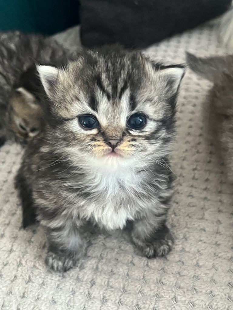 Beautiful Purebred Persian Kittens for Sale