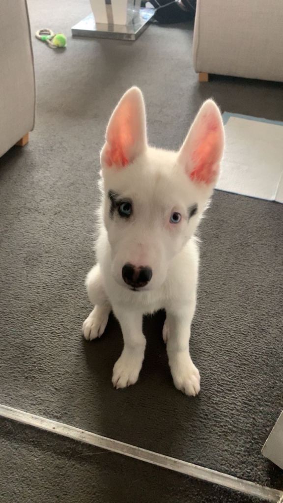 Husky puppy 