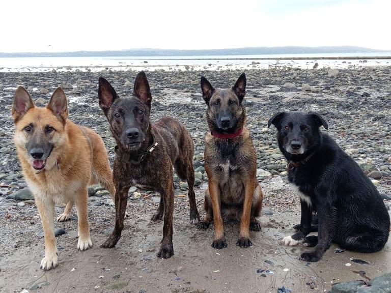 Belgian Malinois X Dutch Shepherd Puppies for Sale