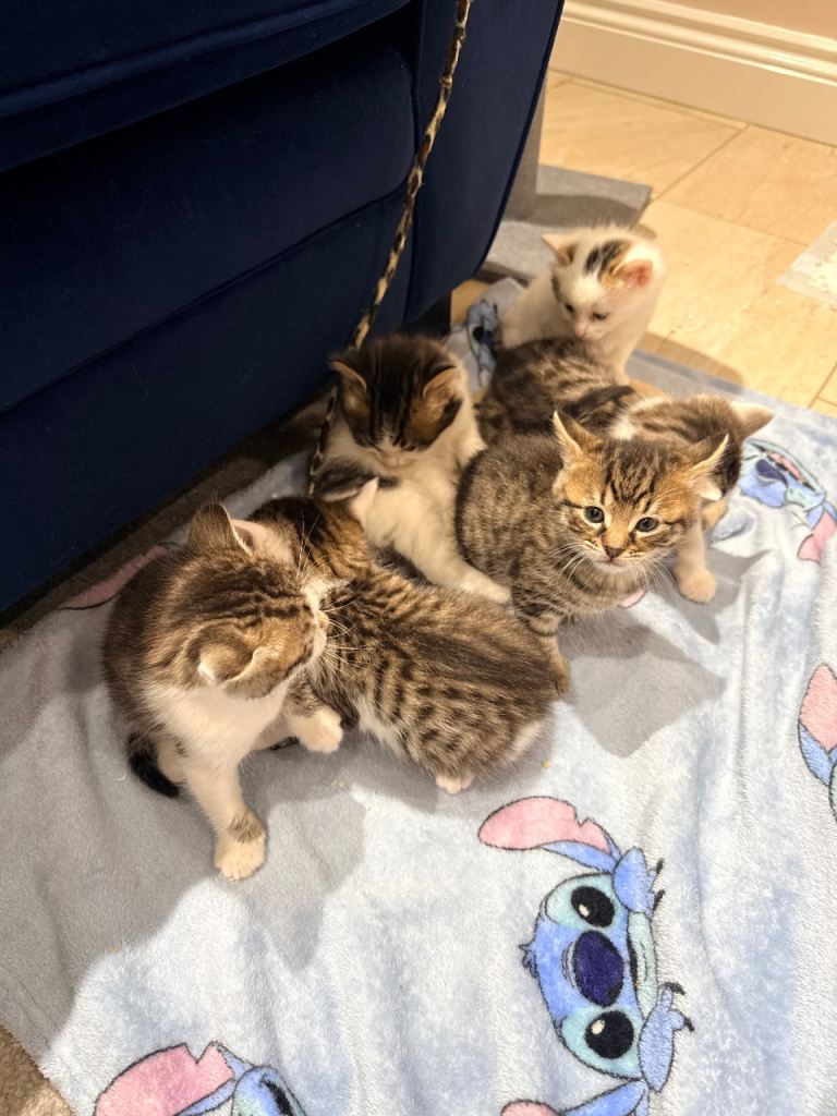 Bengal Cross Kittens