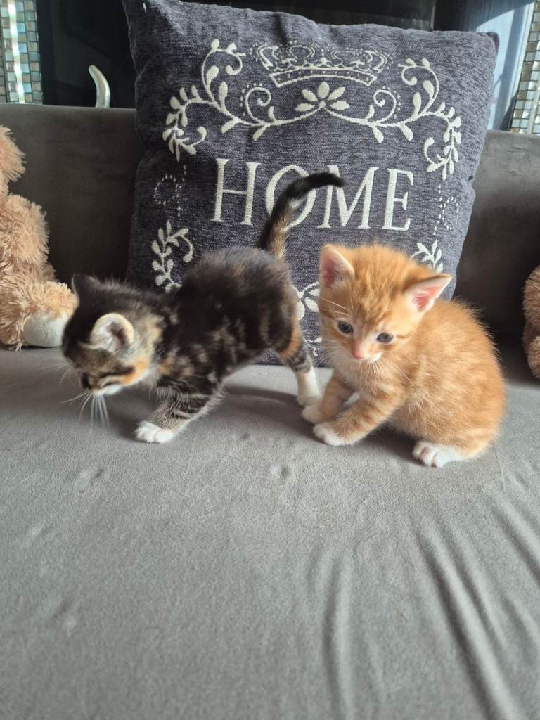 3 gorgeous  kittens 