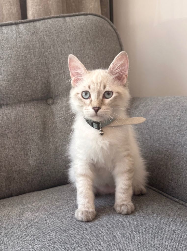 Adorable Siberian Neva Masquerade Kittens for sale