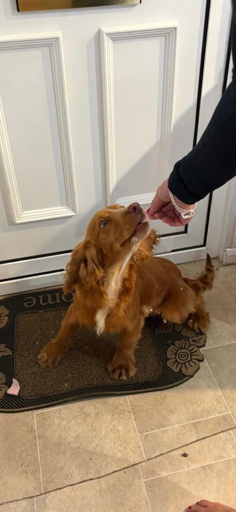 Cocker spaniel 