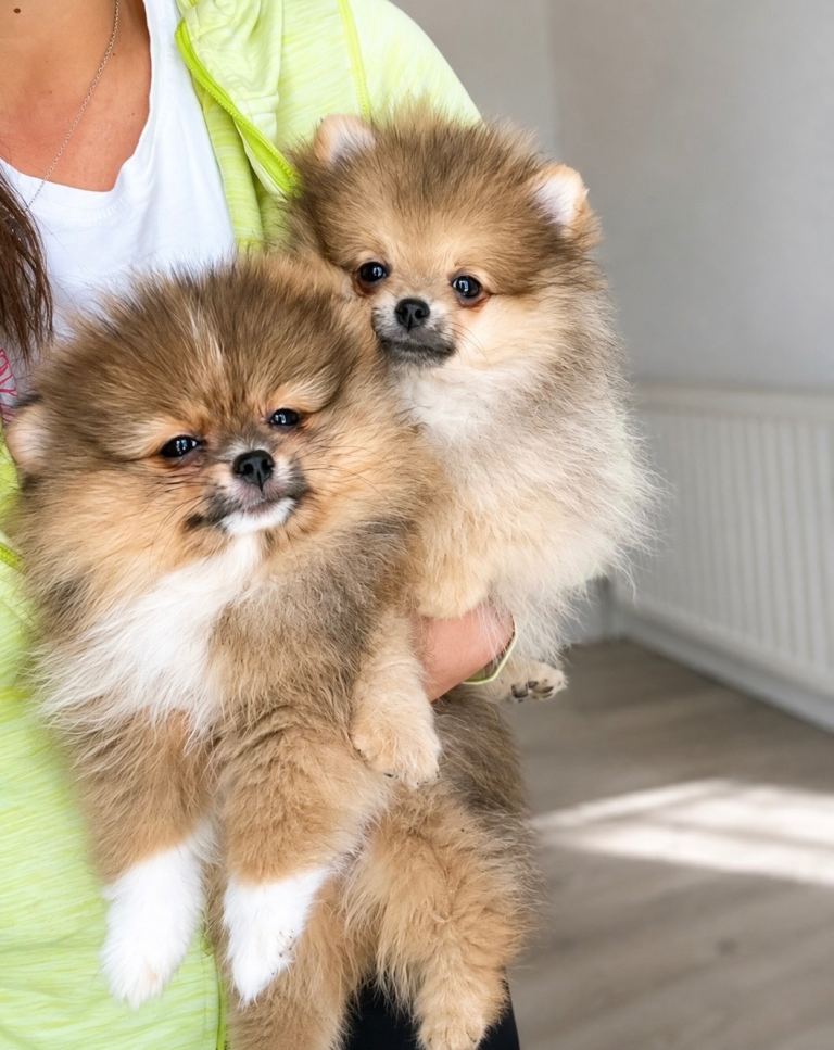 Stunning🏆 🐶Quality Pomeranians