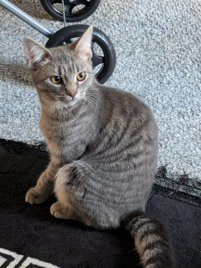 Grey Mackerel Tabby Kitten