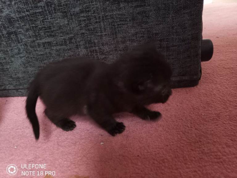 Kittens one gorgeous boy left 