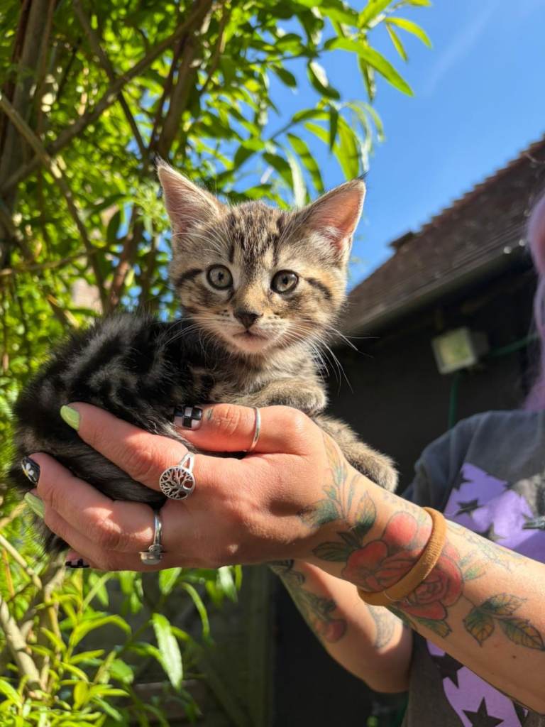 Kittens for new loving  homes 