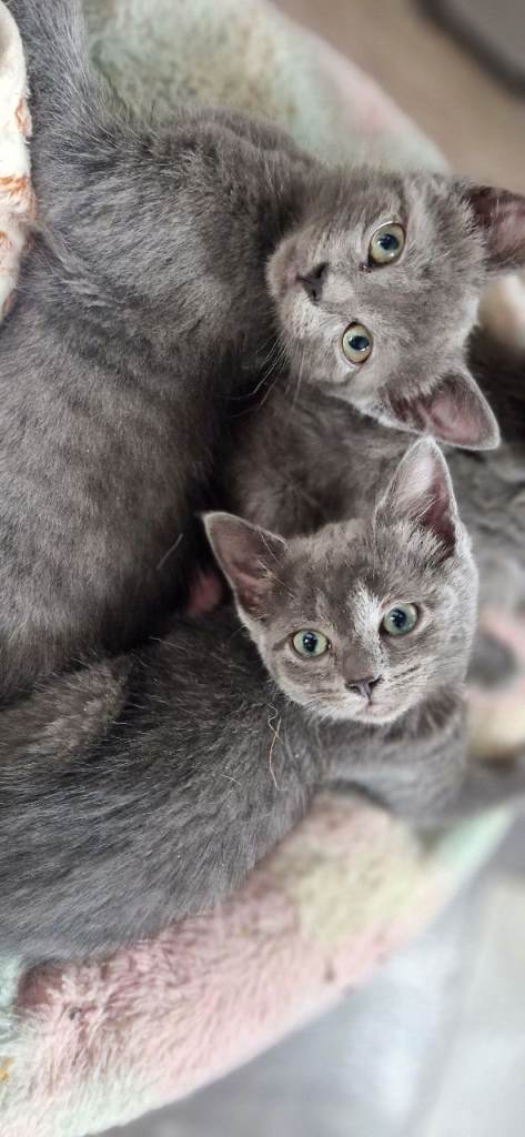 Last 3 Ragdoll/russian blue cross priced for quick sale