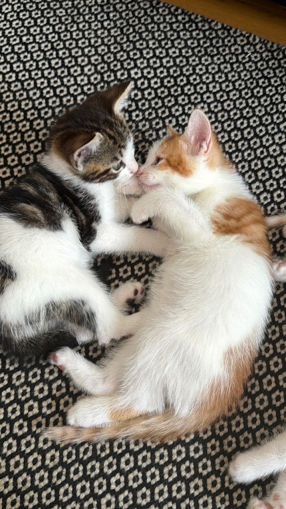 Beautiful Mixed Breed Kittens Looking For Their Forever Homes