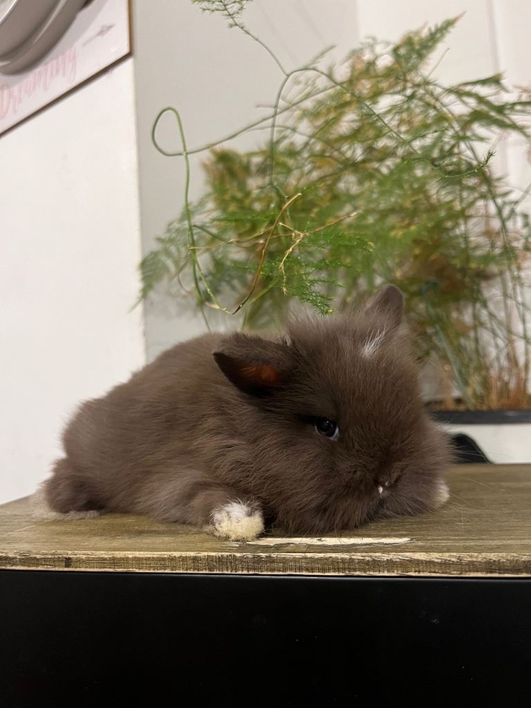 Beautiful Mini Lion Lop Bunnies