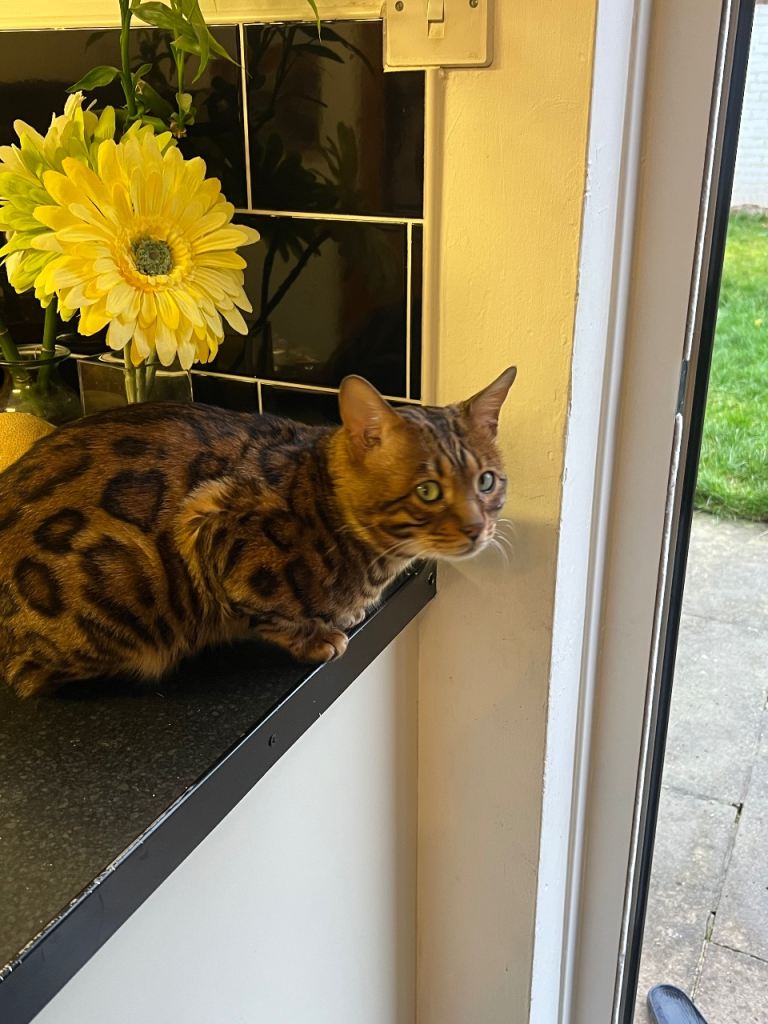 Bengal cat