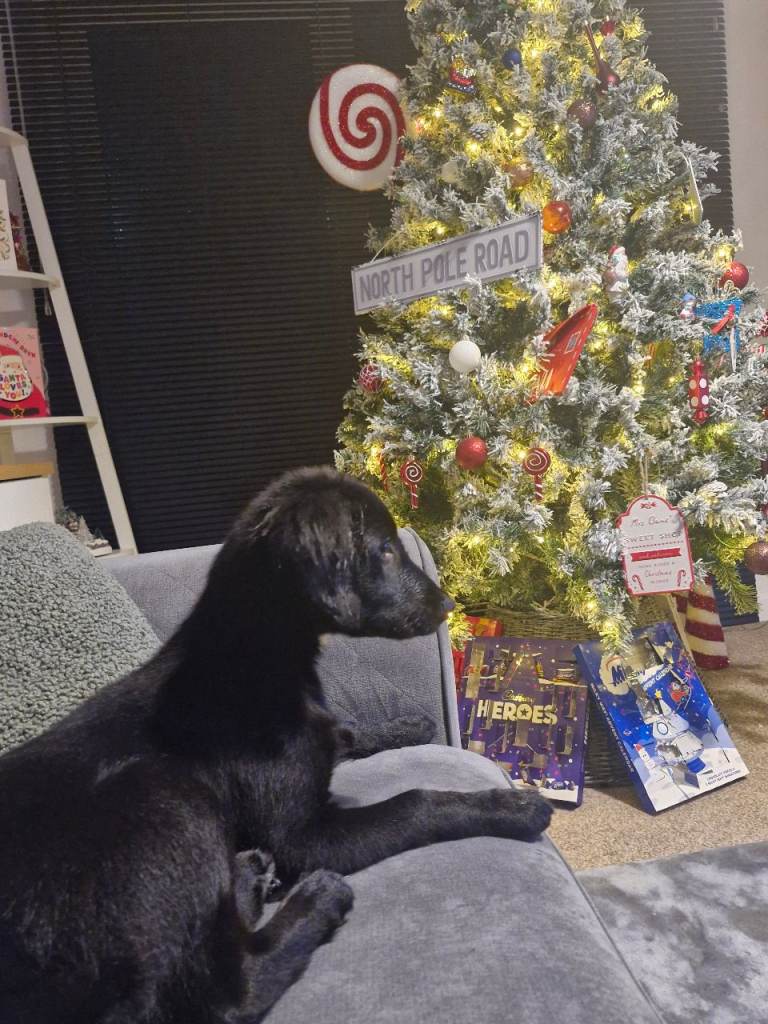 7 month old Mollie the Sprollie