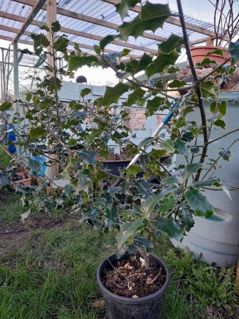 Holly tree