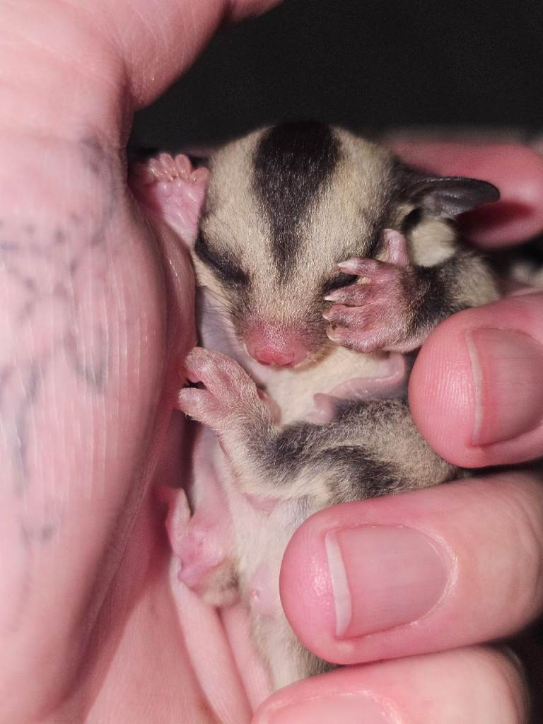 Sugarglider Joey