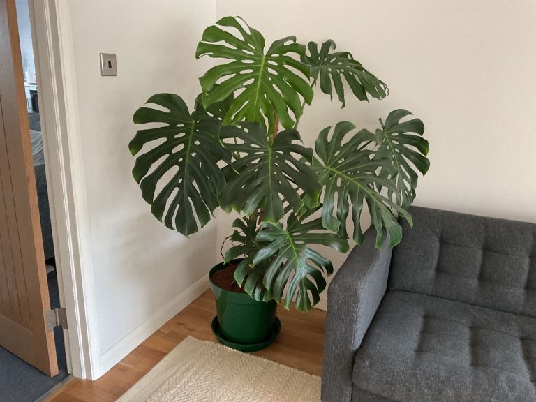 Monstera Plant