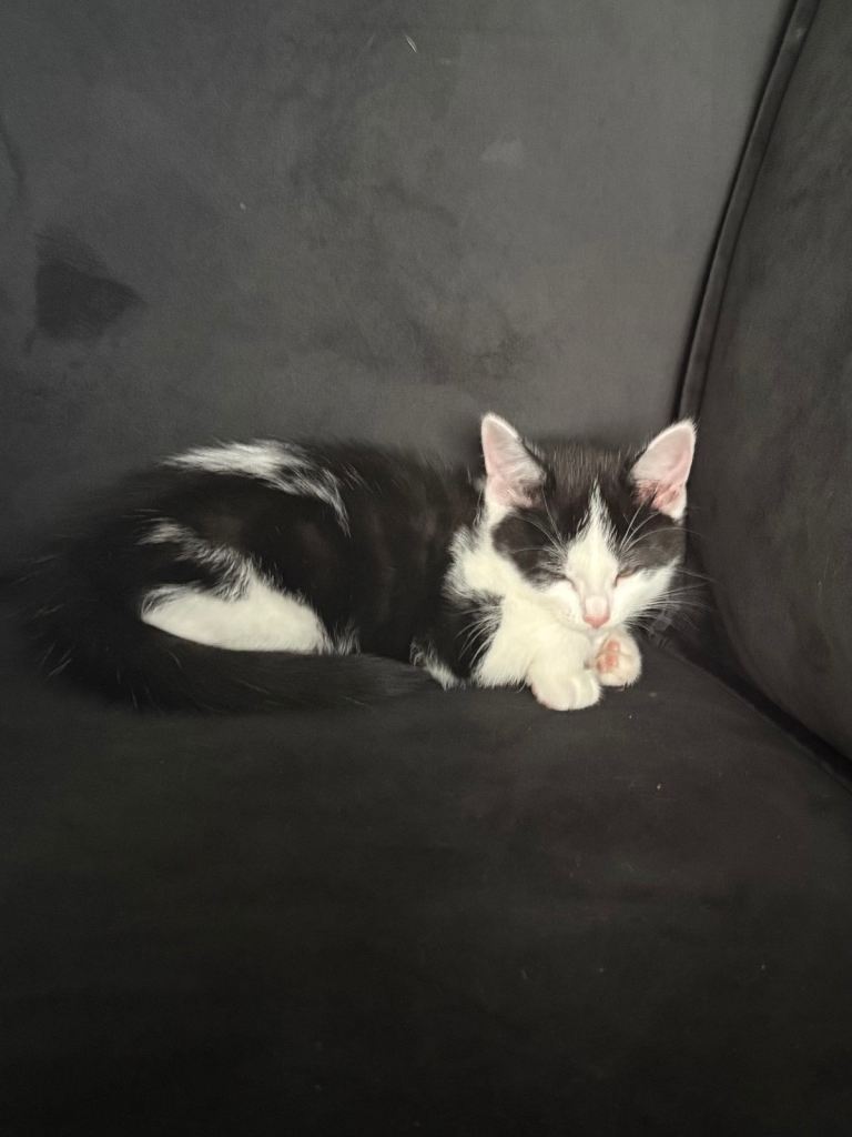 Baby kittens for sale