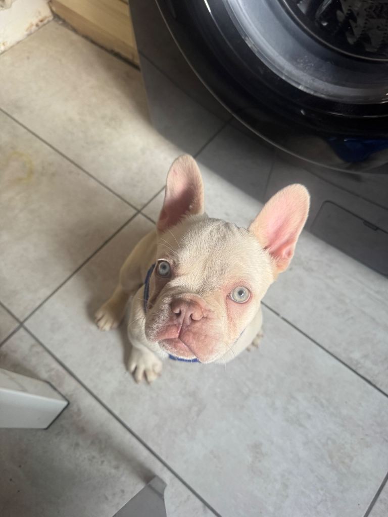 🐶 Male Dog for Sale – UK