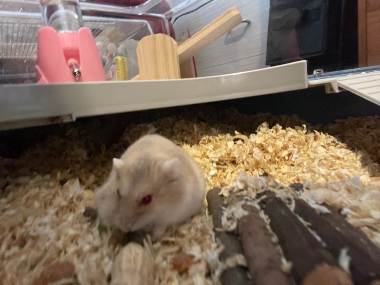 Russian dwarf hamsters