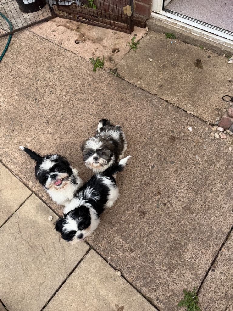 Adorable Shih Tzu puppies looking for their forever homes