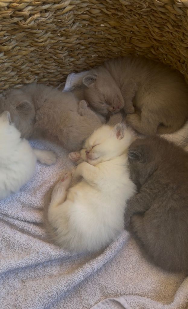 PURE BREED British Shorthairs