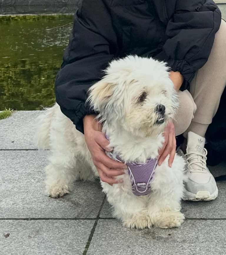 Lhasa apso puppies for sale. 4 girls 1 boy