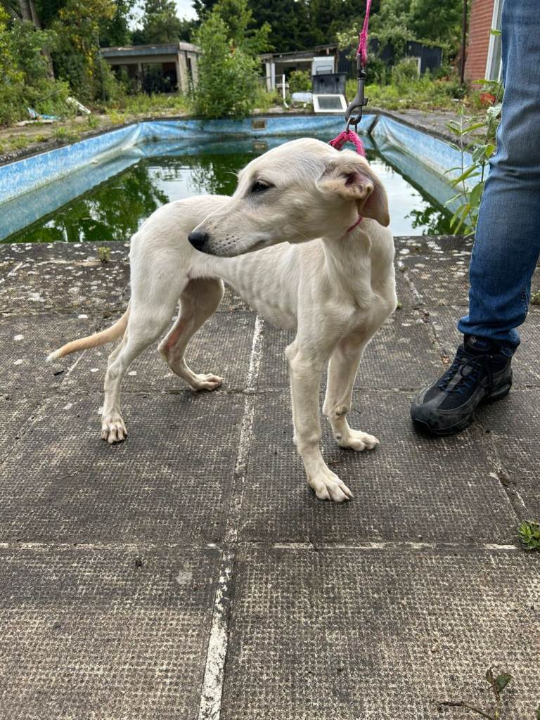 Lurcher/saluki girl pup