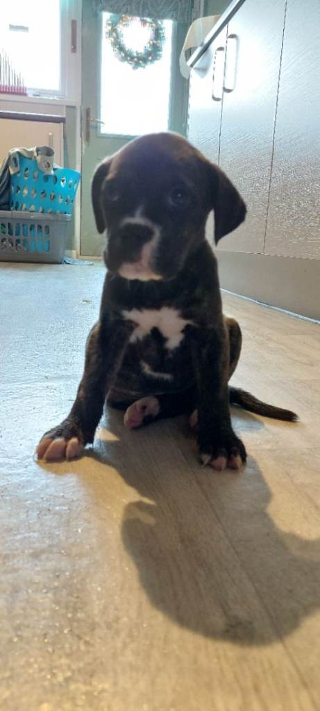 Cane Corso cross American bulldog puppy's 