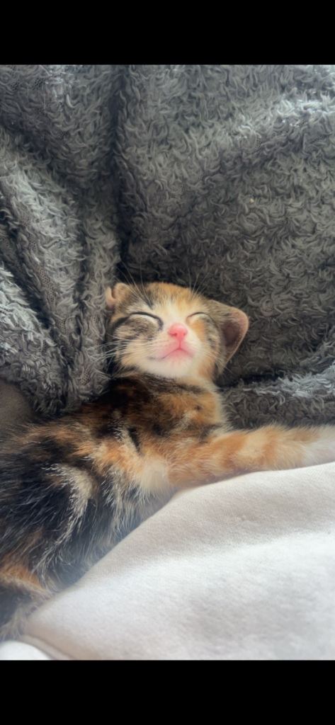Kitten 