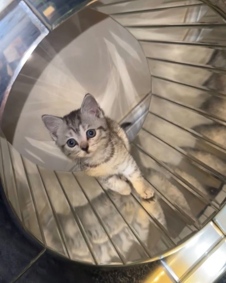 British shorthair kitten silver 