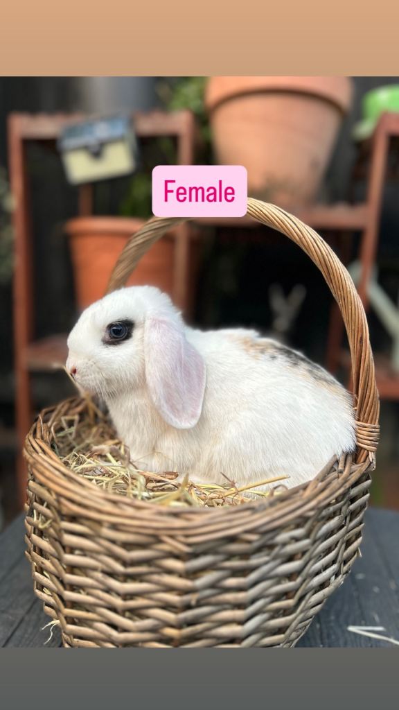 Mini Lop Baby Rabbits (Ready To Leave Now)