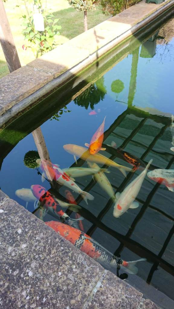 Koi for sale 