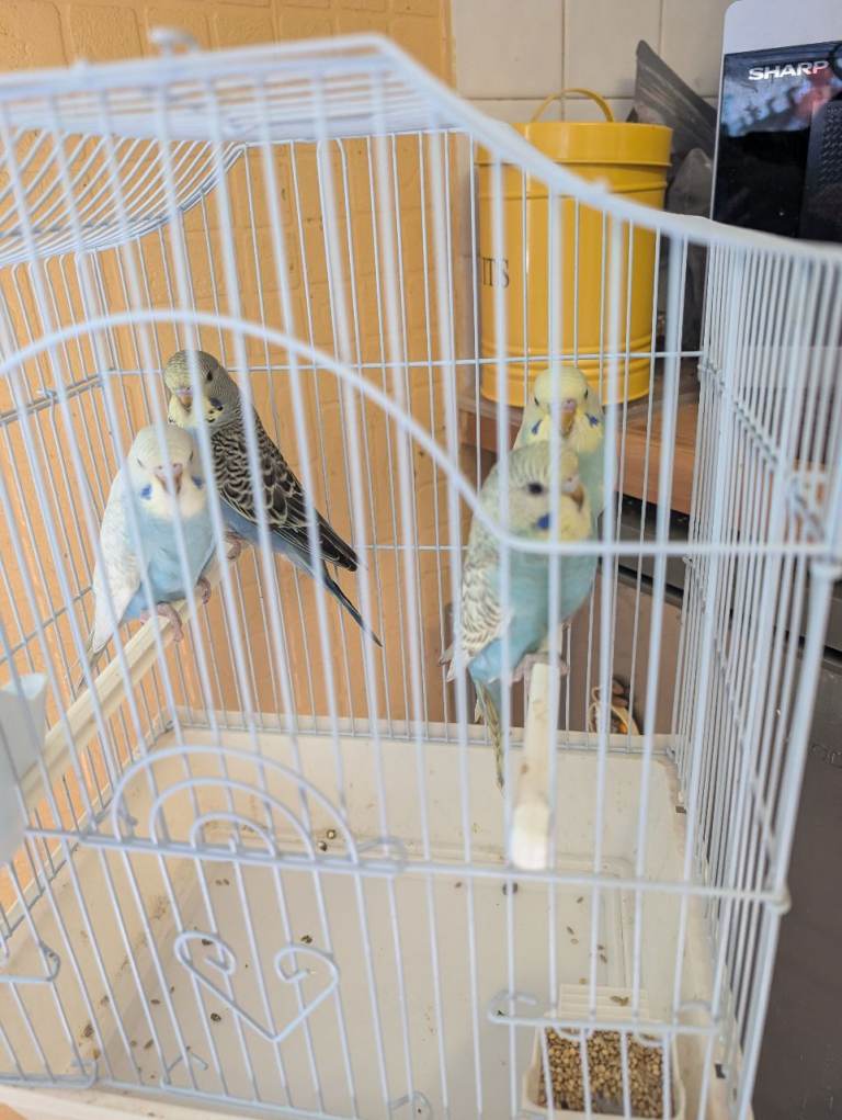 Baby budgies for sale 
