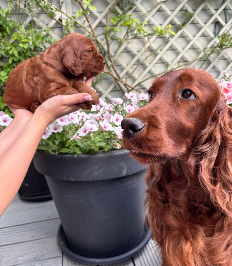 Beautiful Irish Setter Puppy – Home Breeding by Veterinarians