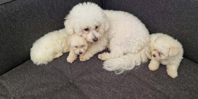  cockapoo puppies
