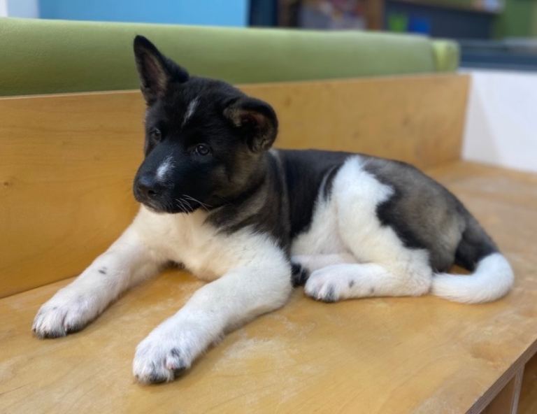 Beautiful American Akita Puppies 1 Female left