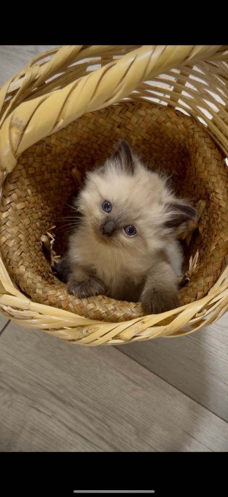 Mixed of Ragdoll & British Longhair 
