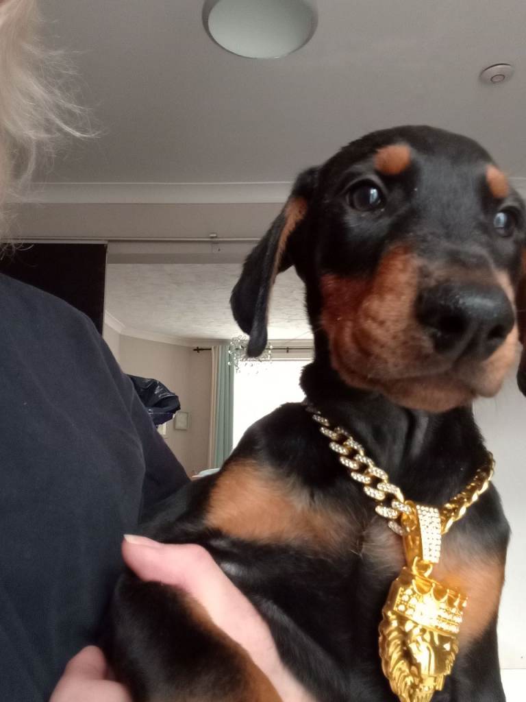 Doberman puppies Blue/ bkack and tan