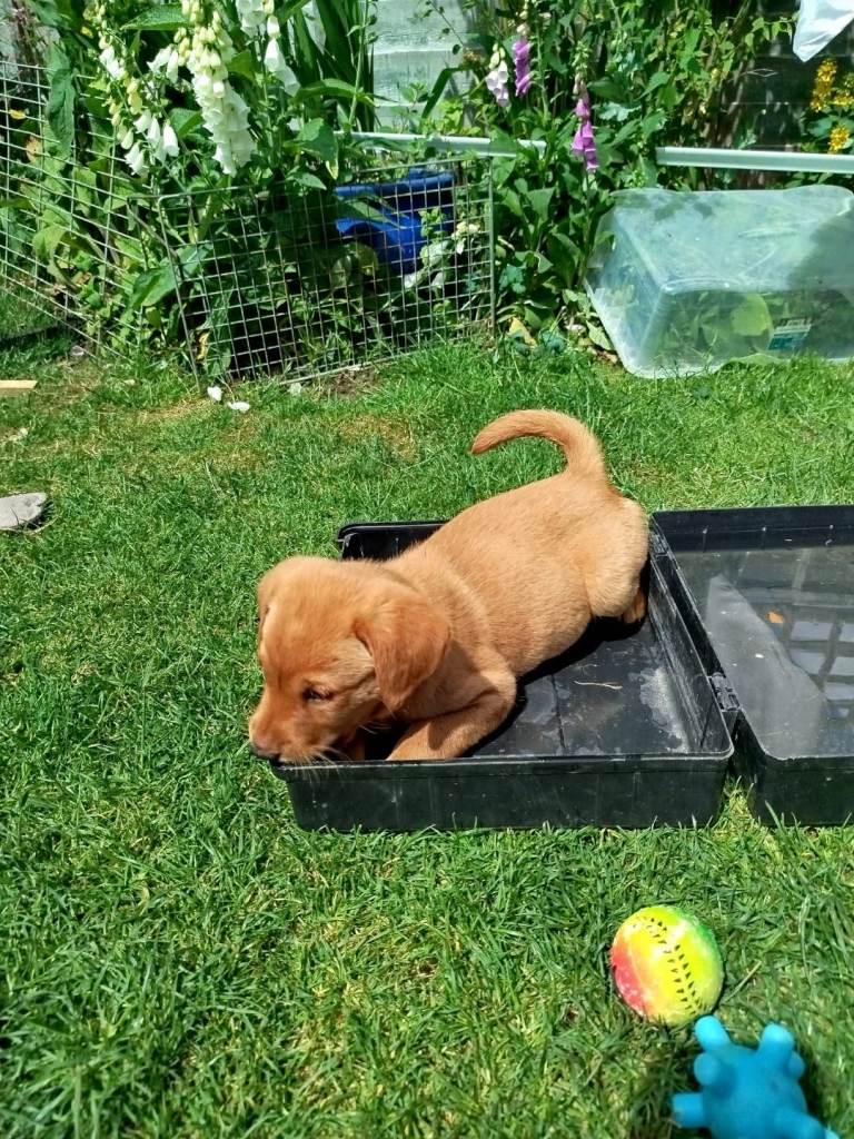 Fox Red Labrador pups Last 1