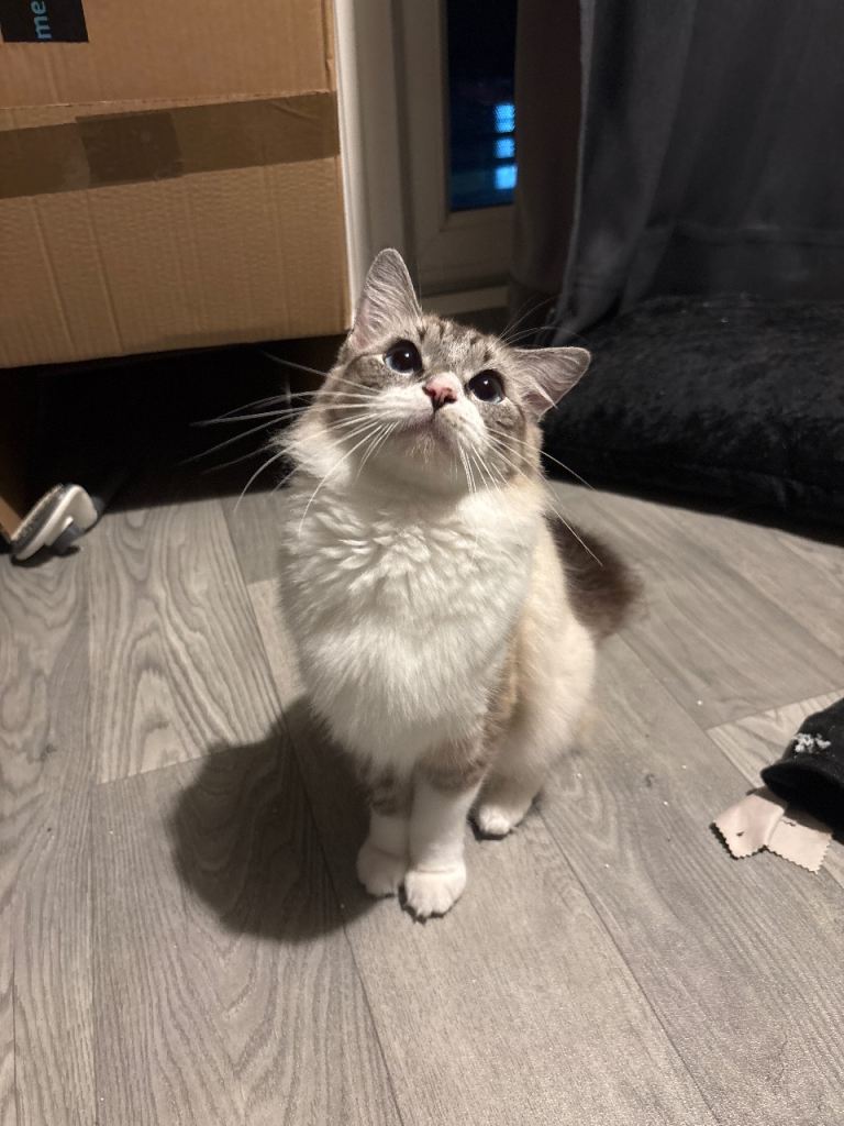 Luna • Full Ragdoll 