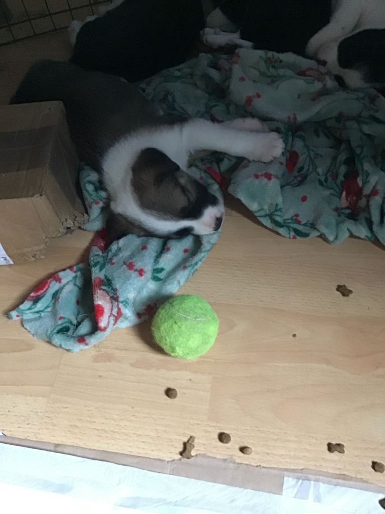 Puppy available 