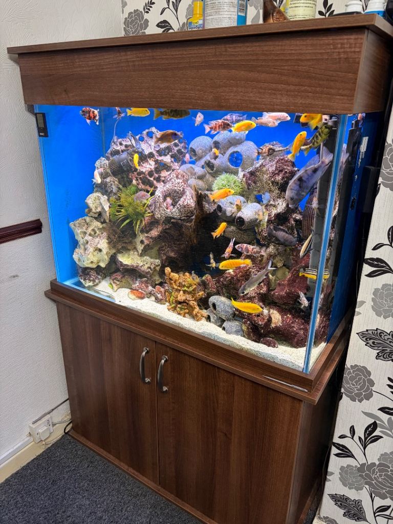 Full fishtank set up £600