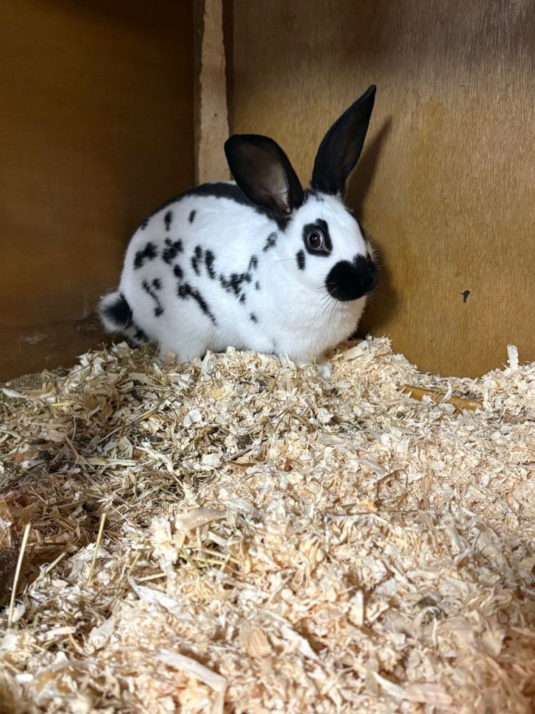 Baby English Rabbit