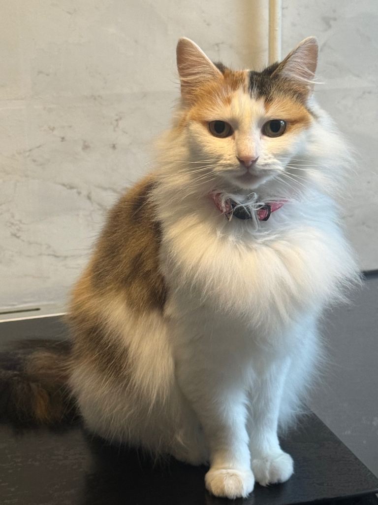 Female cat
