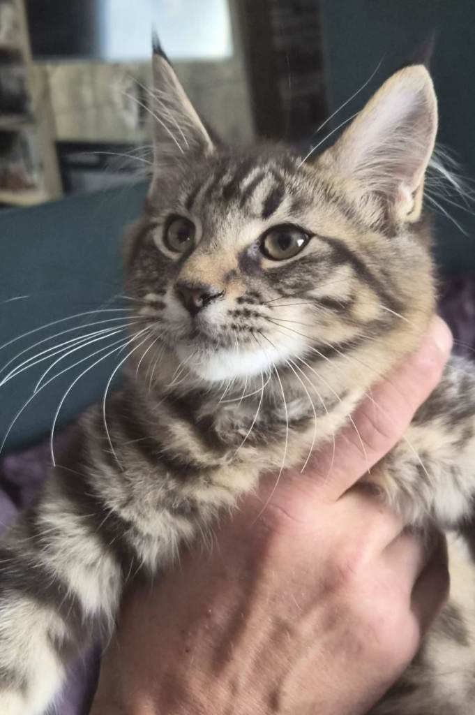 Mainecoon kittens 